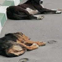 СЪОБЩЕНИЕ ОТНОСНО УВЕЛИЧАВАНЕ ПОПУЛАЦИЯТА НА БЕЗСТОПАНСТВЕНИТЕ КУЧЕТА